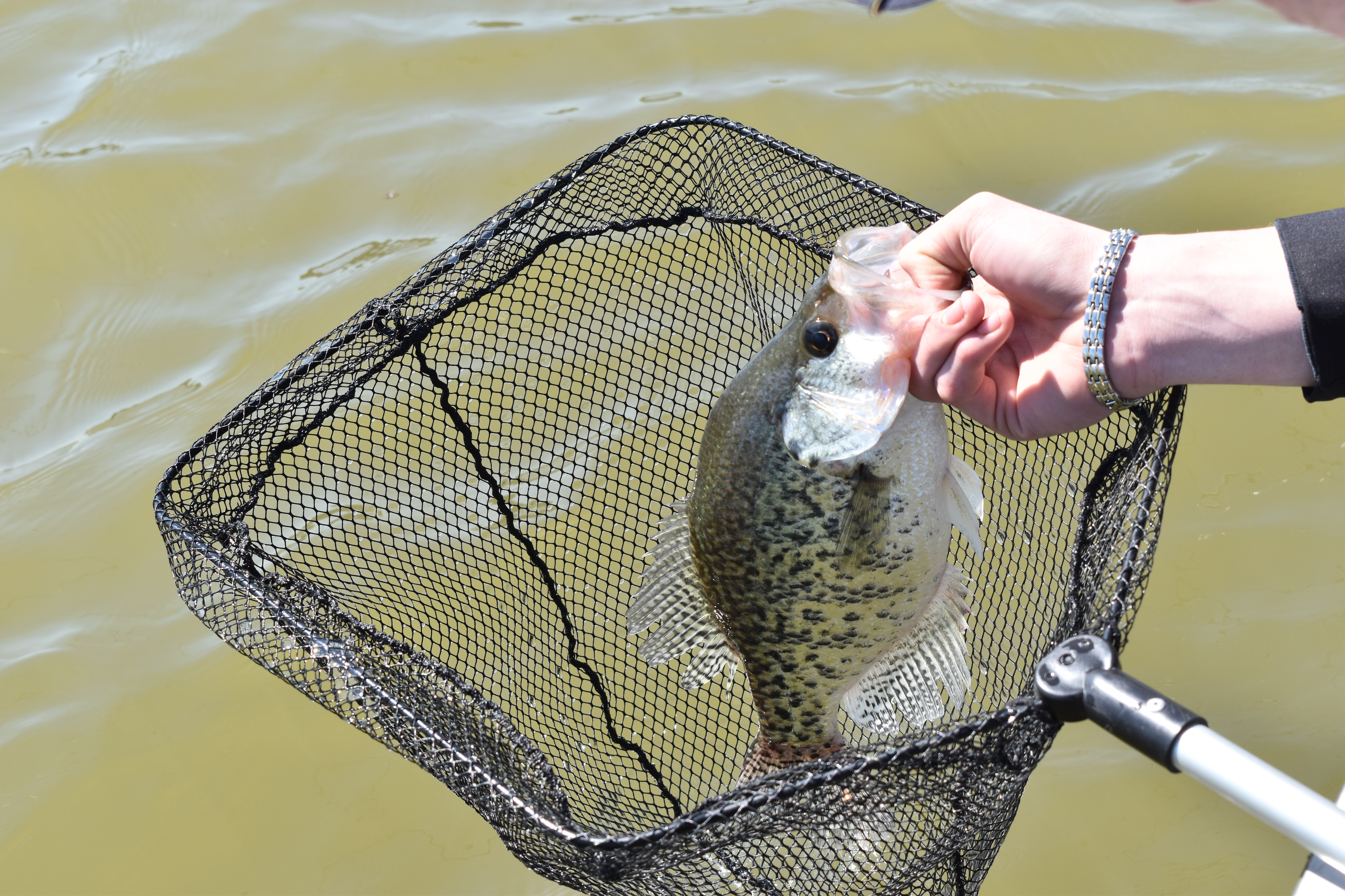 avid fly reels Abel Vaya Fly Reel - Native Cutthroat